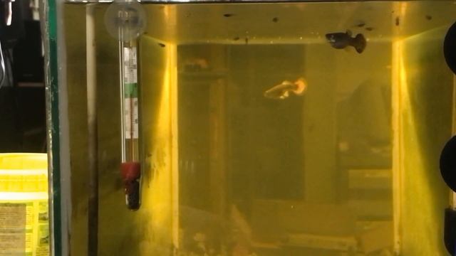 Дневник 18. Уход и разведение гуппи. Выращивание мальков на живых кормах без ограничения.... смотреть онлайн