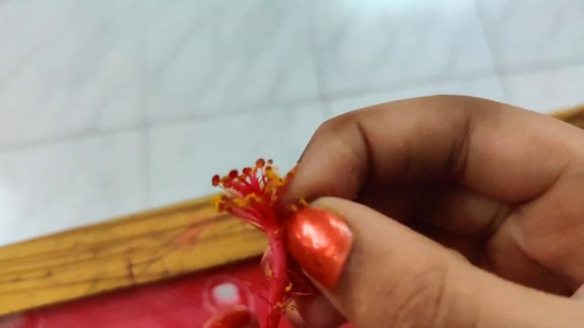 Flower Dissection,Identifying Parts Of Flower(dissecting) #Akshaya,science Project, Hibiscus Flower