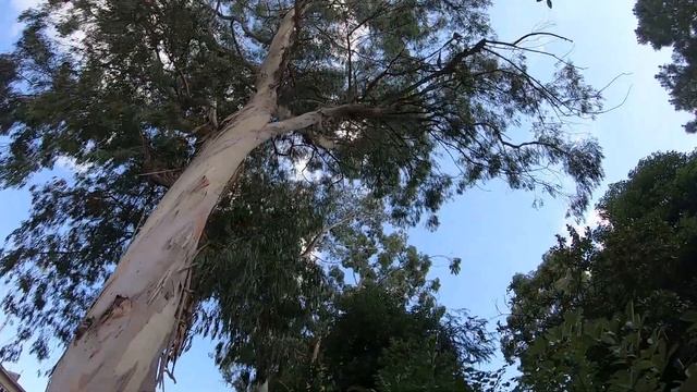 Прогулка по Новым Гаграм смотреть онлайн