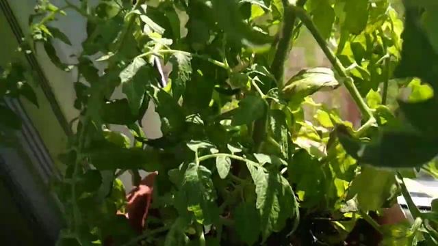 Поспели ПЕРВЫЕ Помидорки НА ПОДОКОННИКЕ. Низкорослые Сорта Томатов смотреть онлайн