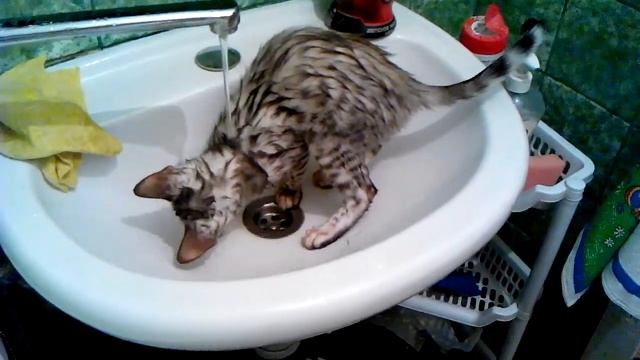 Бенгальский котёнок купается смотреть онлайн