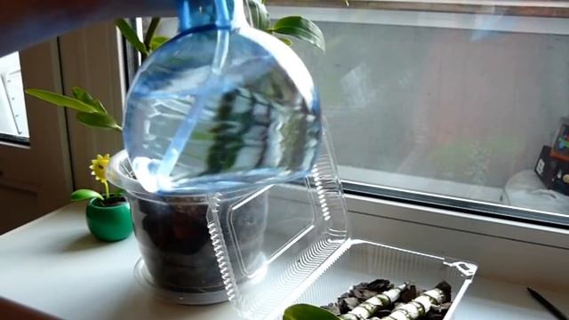 ⚠ Размножаем орхидею Дендробиум нобиле / Dendrobium nobile черенками. Самый простой способ. смотреть онлайн