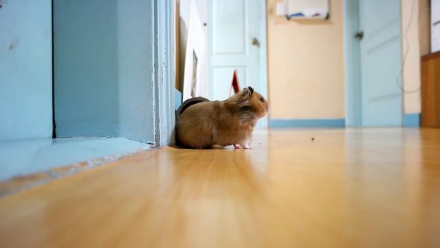 Hamster is out to play смотреть онлайн