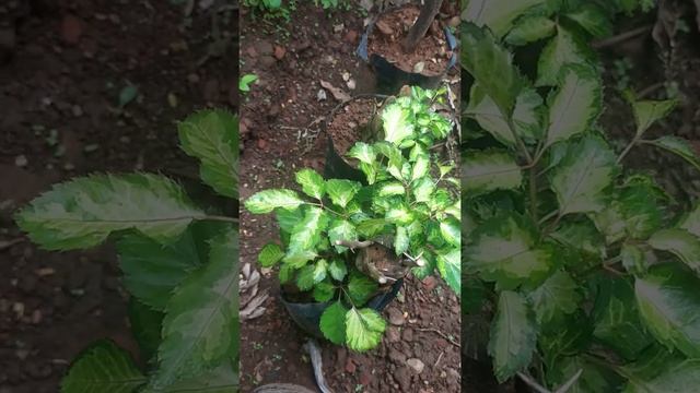 BOUGAINVILLEA SPECTABILIS EM FORMATO DE VARIEGATA?