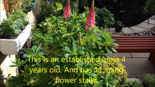 Red Lupin Russell Hybrid, Massive Plant смотреть онлайн