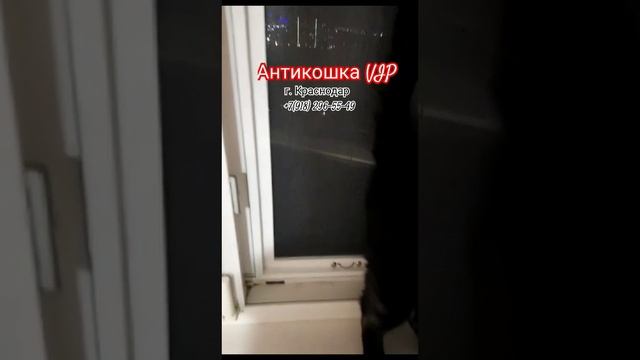 Антикошка VIP от выпадения из окон кошек.