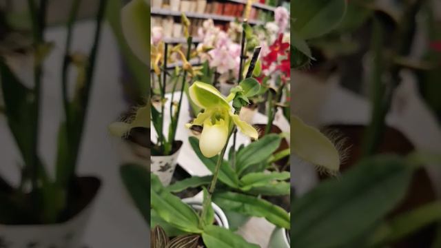 Шоу орхидей в Бауцентре. Привезли Пиноккио. смотреть онлайн