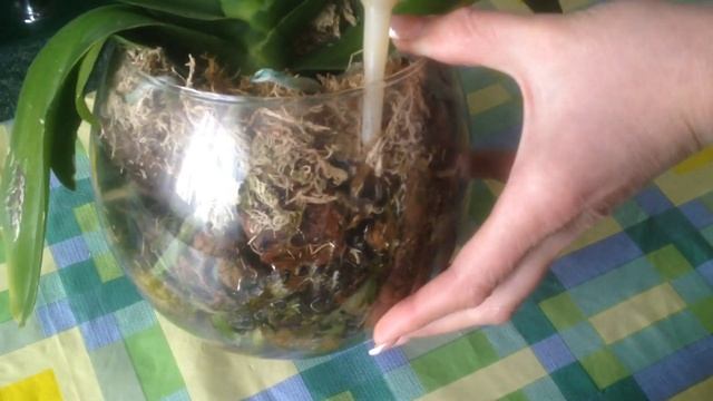 Плесень в "Закрытой системе" ??!! Что делать ?? смотреть онлайн