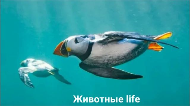 ТУПИК?/Животные life/Птицы/Животные/Интересные факты смотреть онлайн