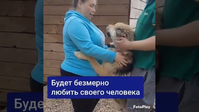 Symiko.ru | Собака Один ищет дом. Отдаем бесплатно. Собаки в дар в добрые руки. смотреть онлайн