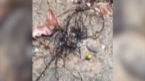 7 Животных Мутантов в Чернобыле, Снятых На Камеру