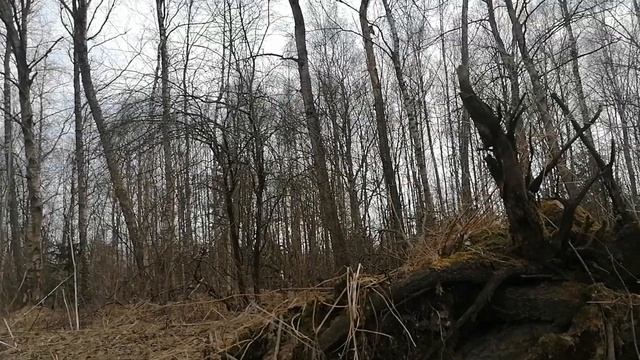 ВСЕ бегом в ЛЕС за ОСИНОЙ смотреть онлайн
