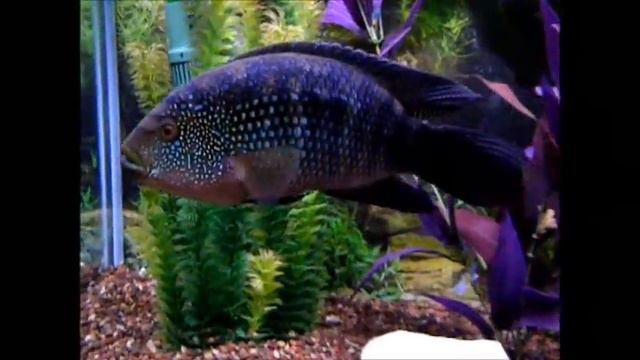 Rocio Octofasciatum, Cruisin' смотреть онлайн