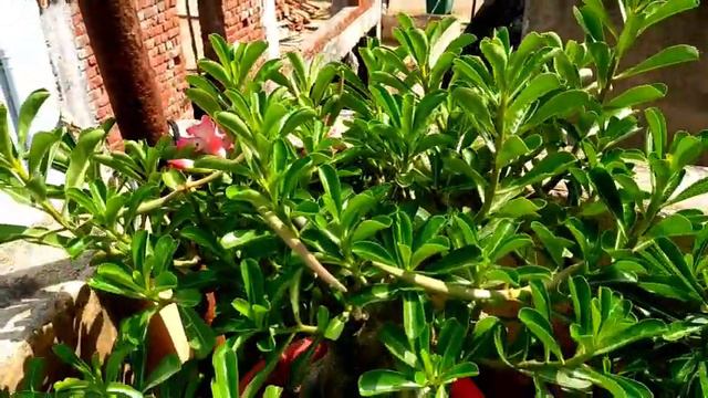 संडे अपडेट अडेनियम गार्डन adenium plant update смотреть онлайн