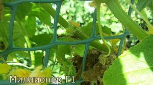 Огурцы сорта МИЛЛИОНЕР F1