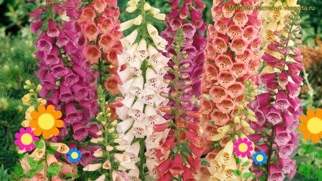 Наперстянка пурпурная Далматин Микс. Краткий обзор, описание Digitalis Purpurea Dalmatian Mix