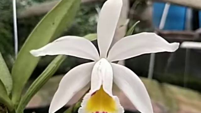 Cattleya Arcadio Arosemena