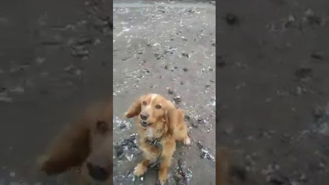 мой Сэм выполняет команды команды смотреть онлайн