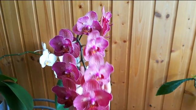 Орхидея КИМОНО бабочка ? Домашнее цветение Phalaenopsis Kimono смотреть онлайн