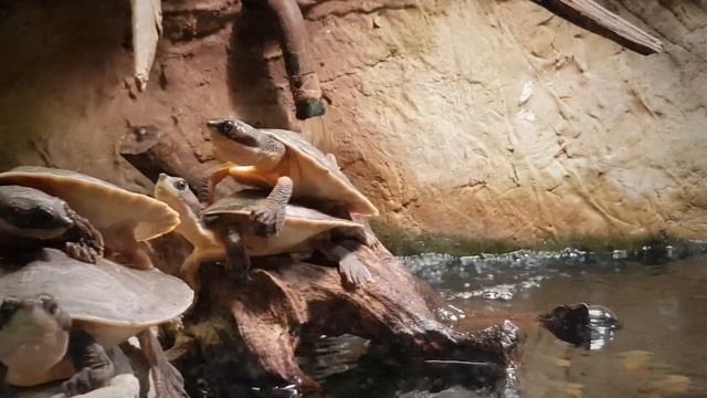 ZOO Wrocław Polska. ЗООпарк Вроцлав Польша смотреть онлайн