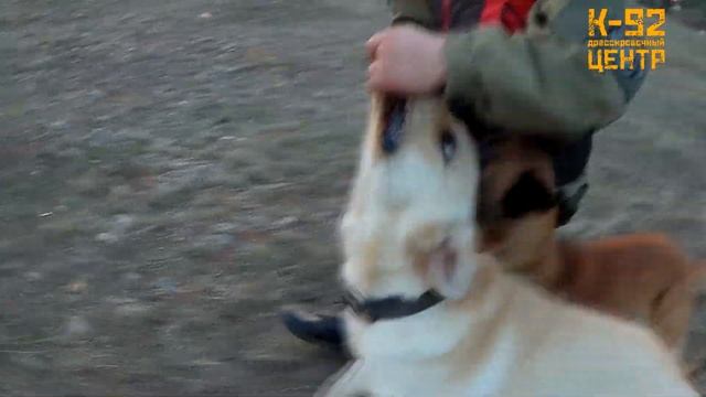 Дрессировка собак в Севастополе К92, Маленькая собака маленькие проблемы смотреть онлайн