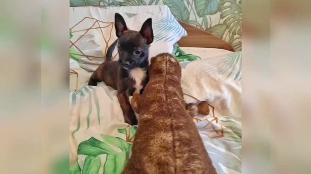 Дизайнерская собака🐕 йорк и бостон-терьер❤️