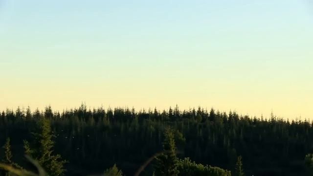 Охота на голубей. Охота (Охотник и рыболов) смотреть онлайн