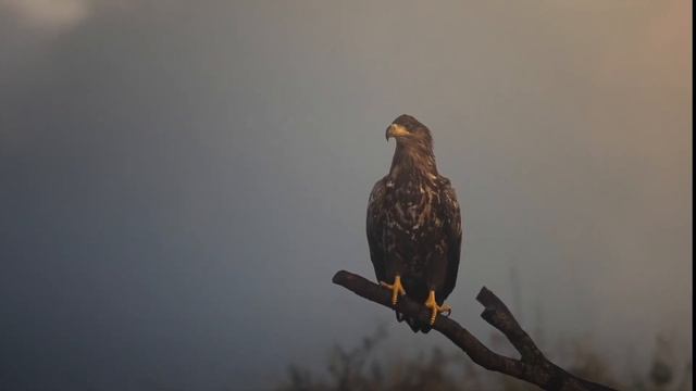 Wildlifephotography | Photohide | Eagle | Canon EOS R6 & R | Canon 4002.8 mark II смотреть онлайн