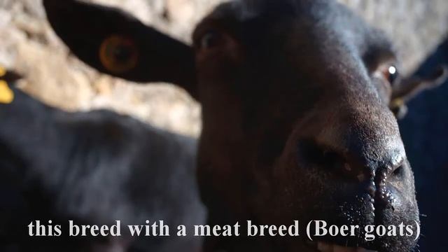 Murcia Granada kids goat video смотреть онлайн