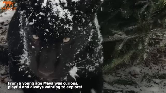 Meet Maya the jaguar! - The Big Cat Sanctuary смотреть онлайн