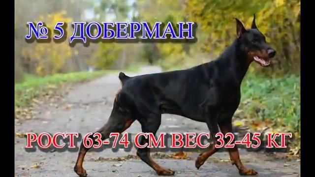 Топ 10 самые злые породы собак в мире смотреть онлайн