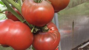 ТОМАТ КРЫМСКИЙ ЧЕРНЫЙ В ТЕПЛИЦЕ. Ольга Чернова.