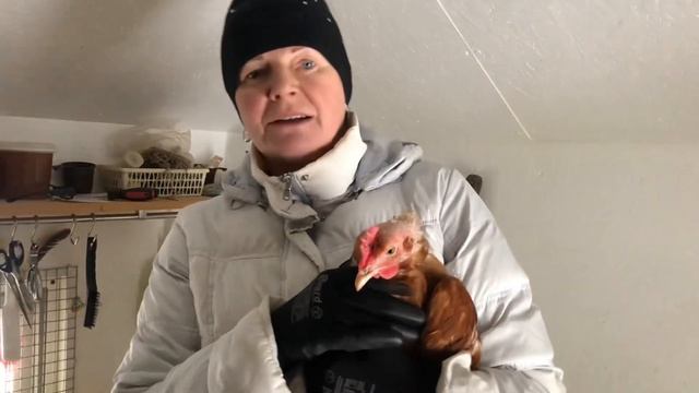 Почему лысеют куры несушки.