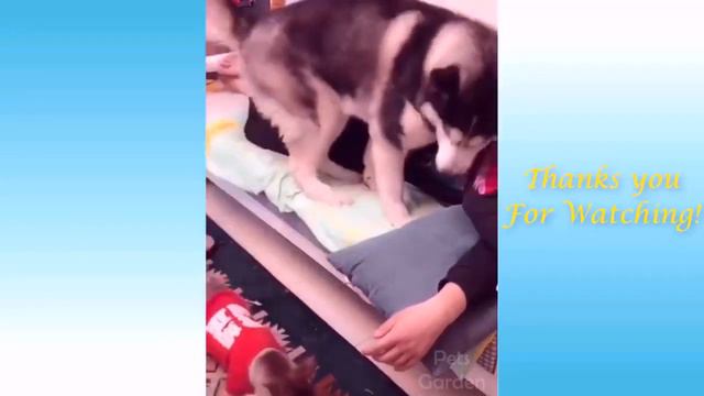 Приколы про животных 2021 , топ подбор и ржачные моменты .Animal jokes смотреть онлайн