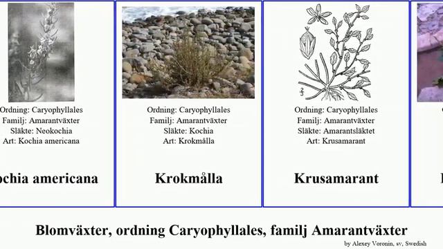 Blomväxter, ordning Caryophyllales, familj Amarantväxter americana vaga angiosperms muricata Stor смотреть онлайн
