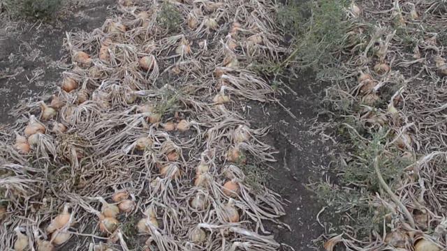 Лук МТК 02 09 2017 Азовский район Поле Тин В М смотреть онлайн