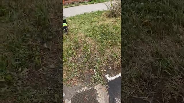 VLOG:Прогулка Мишани. «Хвастаемся» нашей футболкой. смотреть онлайн