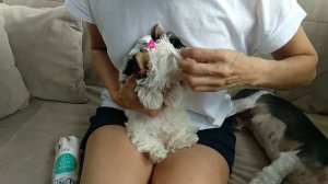 Гигиенический уход за щенком бивер Йорка