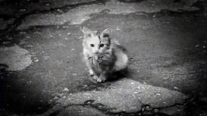 «Брошенный котенок»-поет» Ласковый май.»
