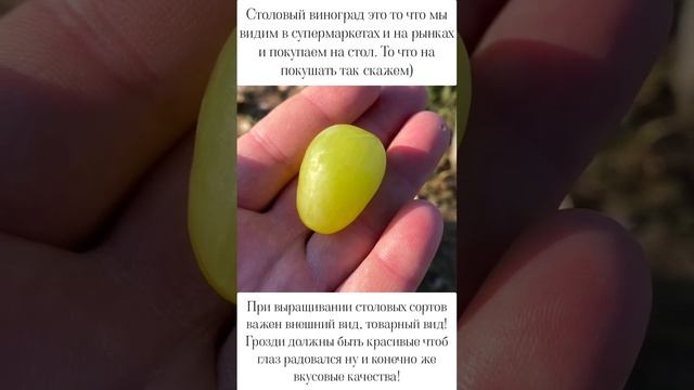 Что такое столовый сорт винограда! Что такое технический виноград. Разница. Винные сорта винограда? смотреть онлайн