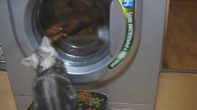 Котенок Снежок и стиральная машина.avi смотреть онлайн