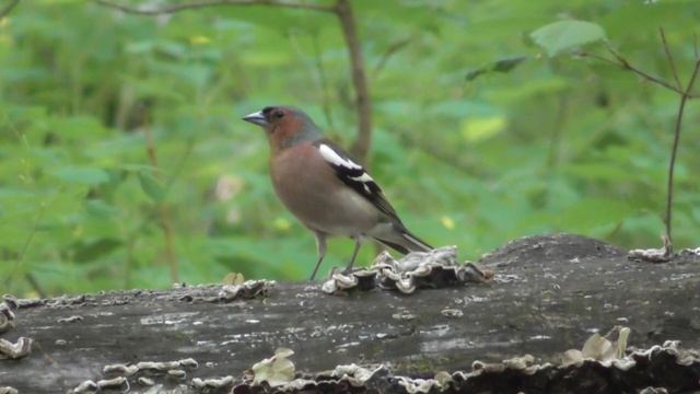 Зяблик ( Fringílla coélebs ) смотреть онлайн