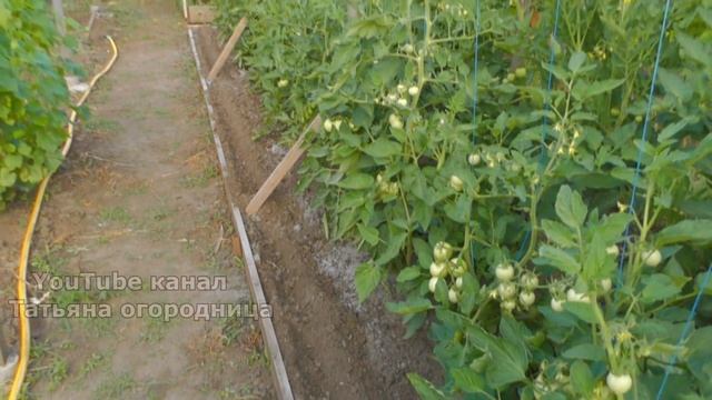 ПОСЕВ СВЁКЛЫ В ИЮЛЕ, СОВМЕЩЕННЫЕ ПОСАДКИ, УПЛОТНЕНИЕ ГРЯДОК. СВЕКЛА КАК ПОВТОРНАЯ КУЛЬТУРА. смотреть онлайн