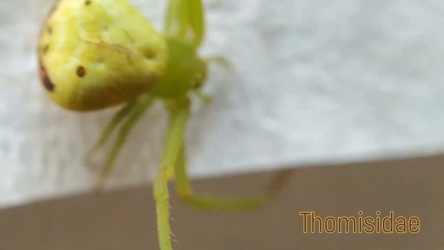 Паук бокоход Ebrechtella tricuspidata (Misumenops tricuspidatus) смотреть онлайн