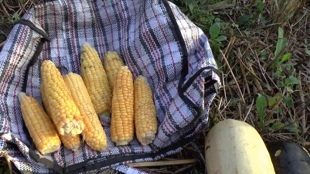 Тыква, кабачки и кукуруза. Растим сами на даче! смотреть онлайн