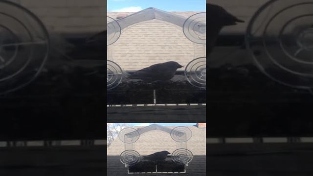 Bird Feeder Cam - Avian Harmony Quest смотреть онлайн