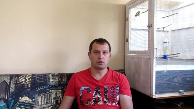 Последнее видео с птичьей дачи. Невеста для волнистика и другие новости о птичьей семье. смотреть онлайн