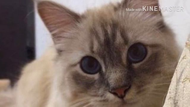 БИРМАНСКАЯ КОШКА ? смотреть онлайн