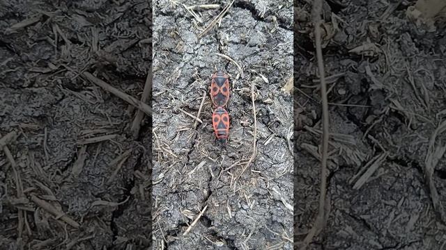 Клопы-солдатики. В процессе размножения смотреть онлайн