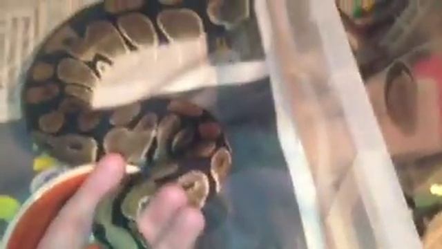 Ball python collection update смотреть онлайн